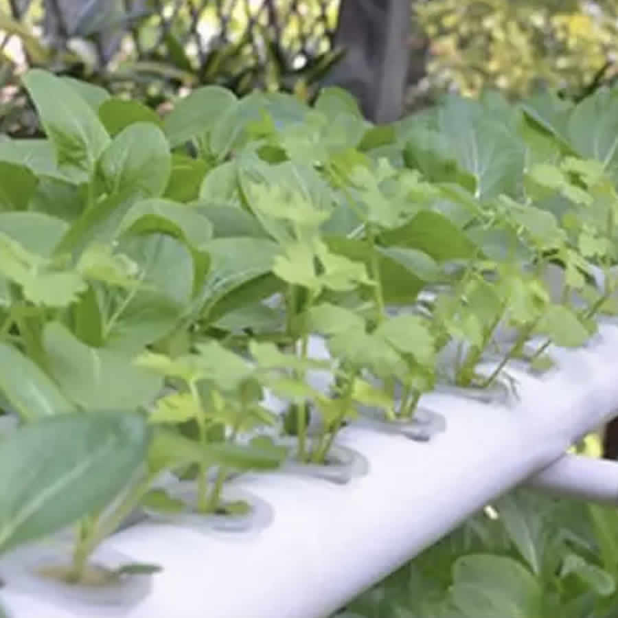 108 Cup NFT Hydroponic System: image 6