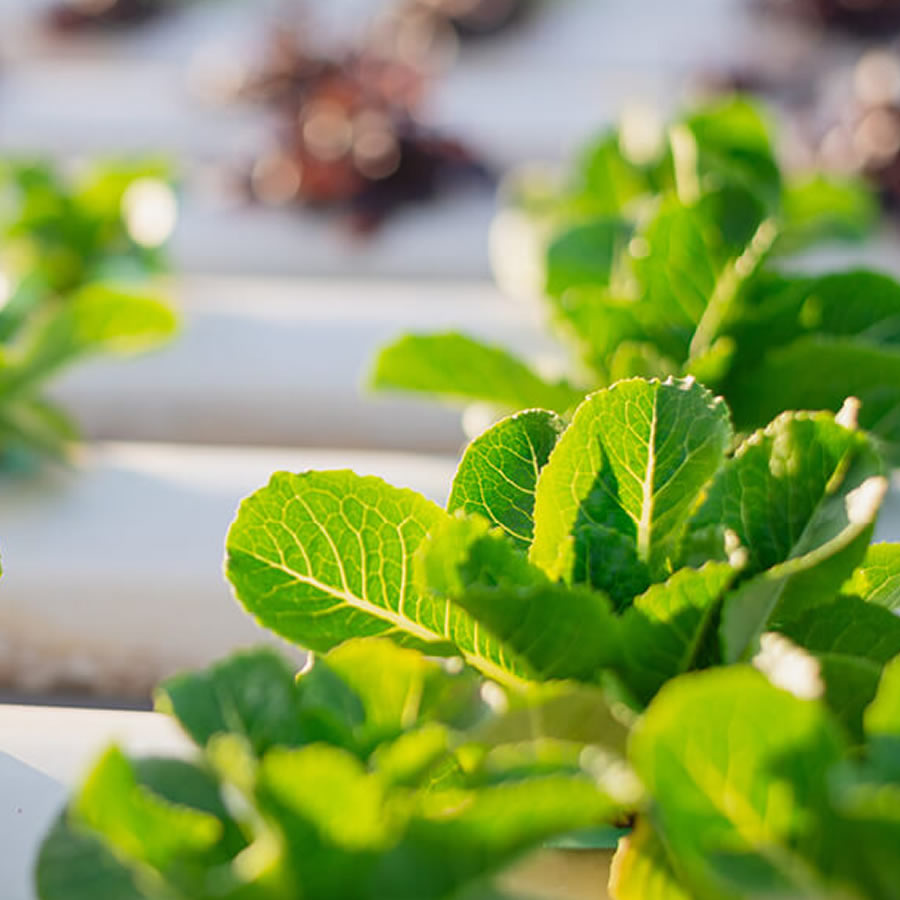 108 Cup NFT Hydroponic System: image 12