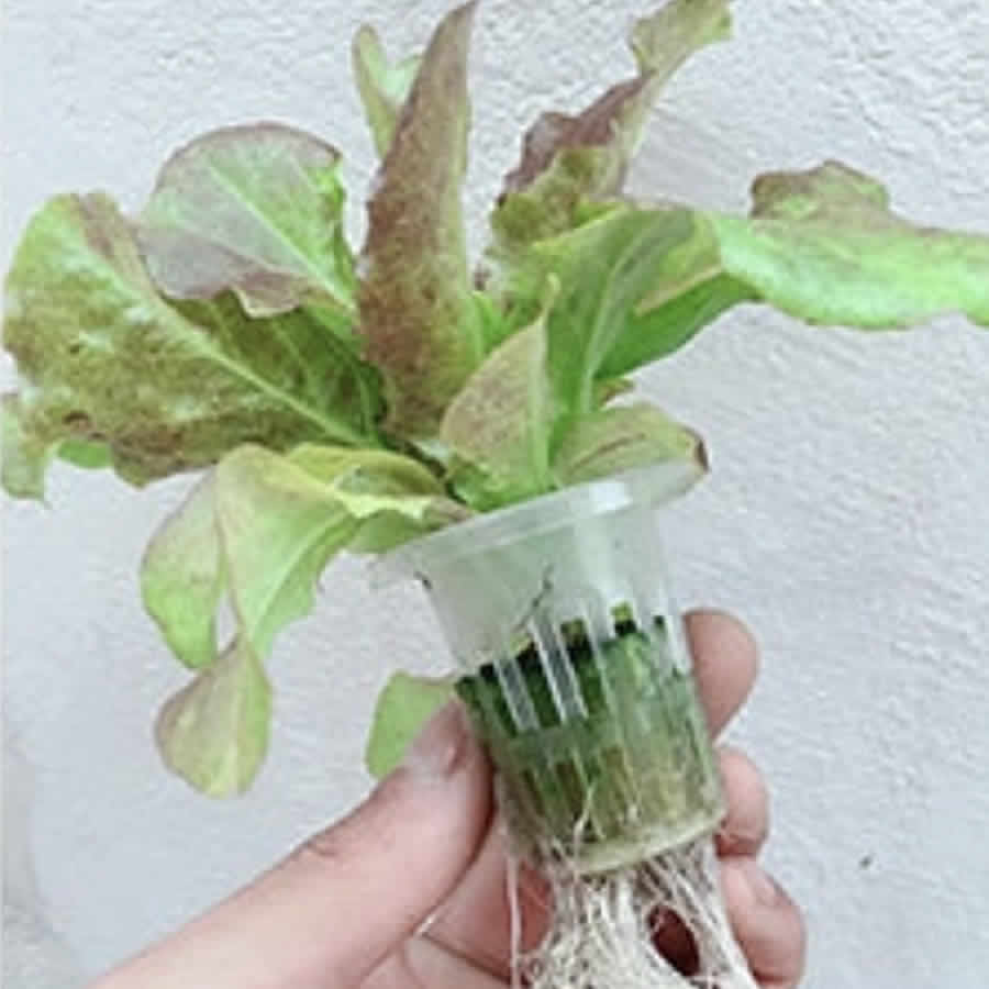 108 Cup NFT Hydroponic System: image 13